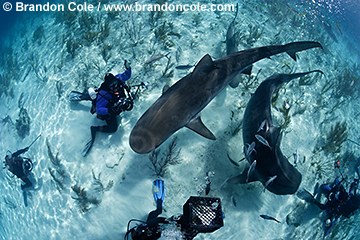 tiger shark photos  high resolution stock underwater pictures of